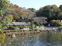 紅葉間近の戸越公園