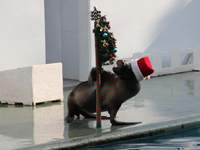 しながわ水族館のクリスマス2012