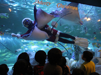 しながわ水族館のクリスマス2012