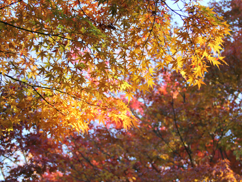 池田山公園の紅葉