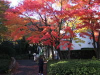 池田山公園の紅葉