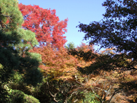 池田山公園の紅葉