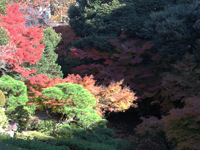 池田山公園の紅葉