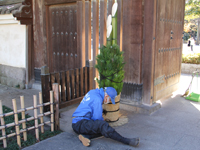 戸越公園で門松づくり