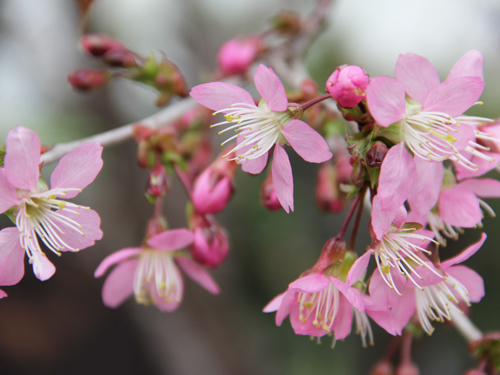 弁天通り公園のヒマラヤザクラが開花1