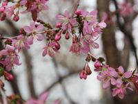 弁天通り公園のヒマラヤザクラが開花3