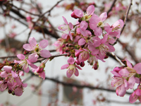 弁天通り公園のヒマラヤザクラが開花4