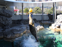 しながわ水族館バレンタインデーイベント開催