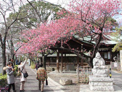 荏原神社の寒緋桜が開花