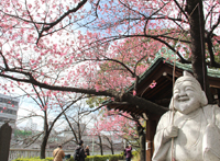 荏原神社の寒緋桜が開花