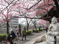 荏原神社の寒緋桜が開花