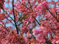 荏原神社の寒緋桜が開花