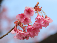 荏原神社の寒緋桜が開花