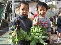 伊藤幼稚園で大根収穫　おでんパーティー開催