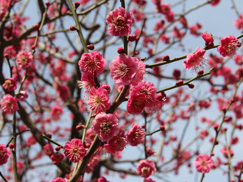 しながわ中央公園梅1