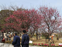 しながわ中央公園梅3