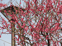 しながわ中央公園梅5