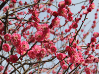 しながわ中央公園梅4