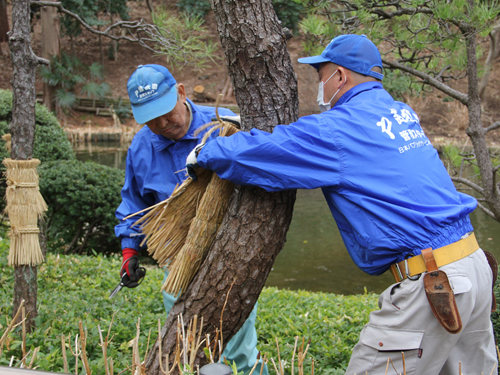 戸越公園で松の菰(こも)はずし