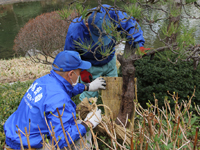 戸越公園で松の菰(こも)はずし