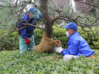 戸越公園で松の菰(こも)はずし