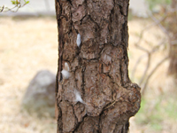 戸越公園で松の菰(こも)はずし