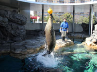 しながわ水族館ホワイトデーイベント開催5