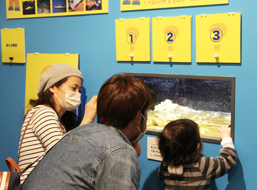 しながわ水族館　春の特別展示