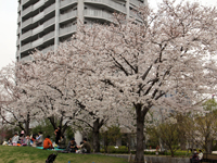 しながわ中央公園1