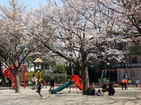 荏原南公園の桜