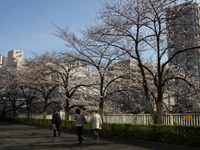 目黒川沿い