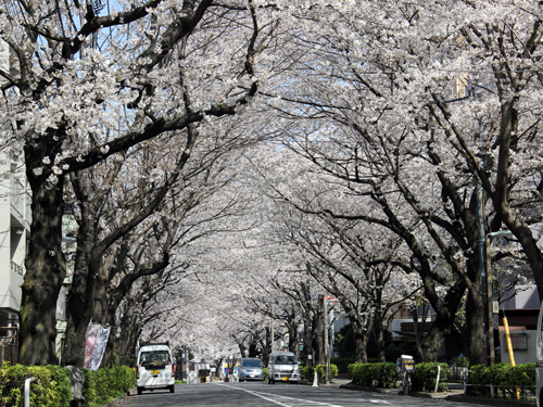 かむろ坂の桜1