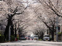 かむろ坂の桜2