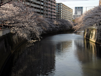 目黒川の桜