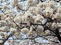 戸越公園の桜