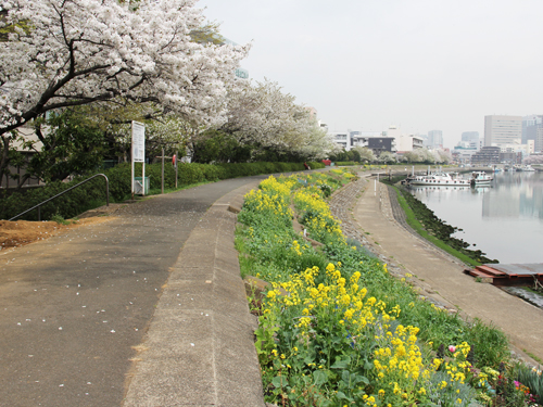 しながわ花海道 菜の花とソメイヨシノが見ごろ1