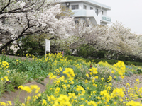 しながわ花海道 菜の花とソメイヨシノが見ごろ2