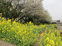 しながわ花海道 菜の花とソメイヨシノが見ごろ3