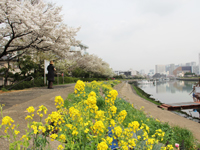 しながわ花海道 菜の花とソメイヨシノが見ごろ4