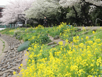 しながわ花海道 菜の花とソメイヨシノが見ごろ5