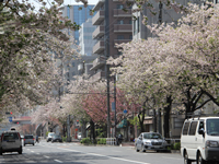 桜が満開の沿道