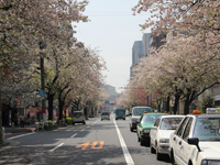 横断歩道からの眺め