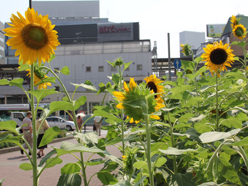 五反田駅前でヒマワリが見頃に