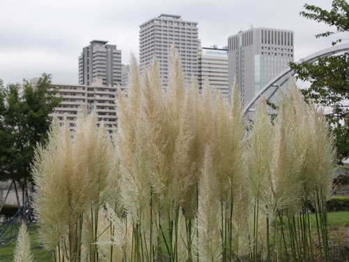 天王洲アイルのビル群を望む東品川海上公園