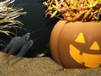 しながわ水族館 ハッピーハロウィン2013