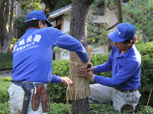 戸越公園で「こも巻き」