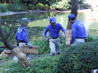 戸越公園で「こも巻き」