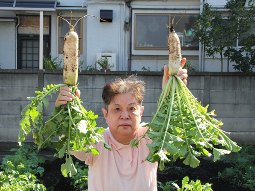 大根の収穫