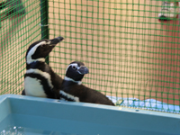 品川水族館のペンギン