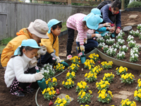 真剣なまなざしで植え付け